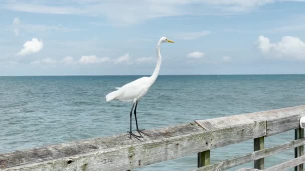 Coastal Bird Pier Blue Ocean Background — Vídeos de Stock