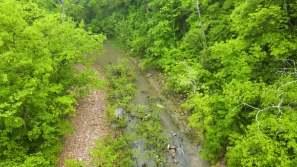 Zen Concept Peaceful Rainforest Scene Flowing River Establishing Tilt — Stockvideo
