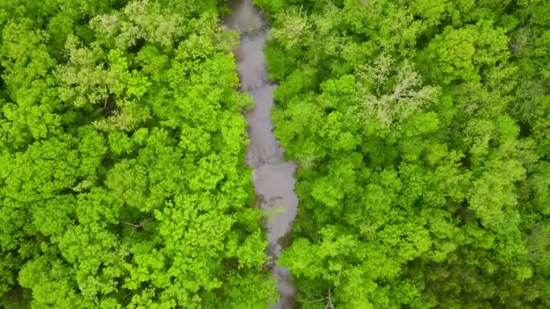 River Lush Green Forest Beautiful Ecosystem Aerial Top View — Stockvideo