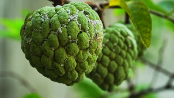 Close Tropical Custard Apple Fruit Tree Branch Infected Mealybugs — Stock video