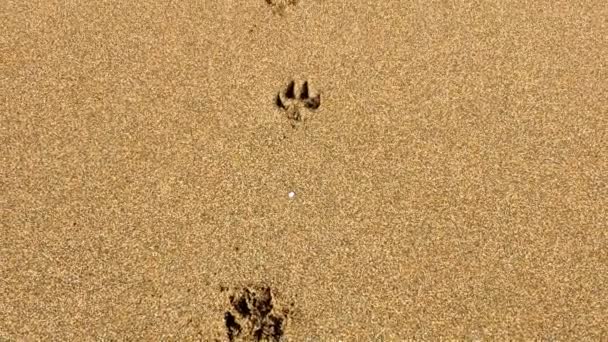 Trail Dog Paw Prints Left Beach Sand Camera Follows Path — ストック動画