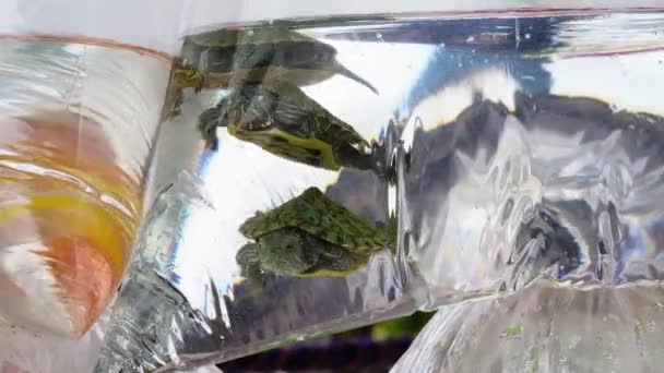 Close Small Turtles Fish Plastic Bags Sale Lat Vietnam Static — Stok Video