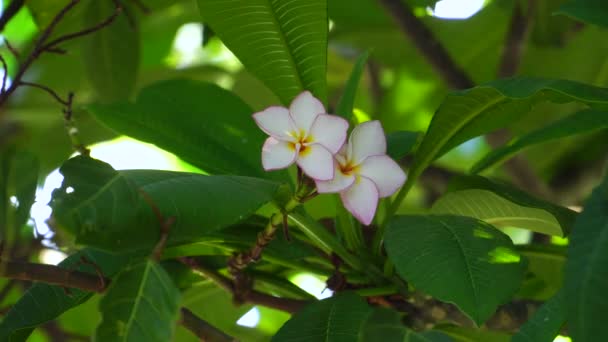Close Delicate Flower White Petals Purple Tips Yellow Pistil Center — Αρχείο Βίντεο