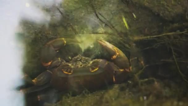 Close Large Crab Eating Water Reflections Surface Static View — Stockvideo