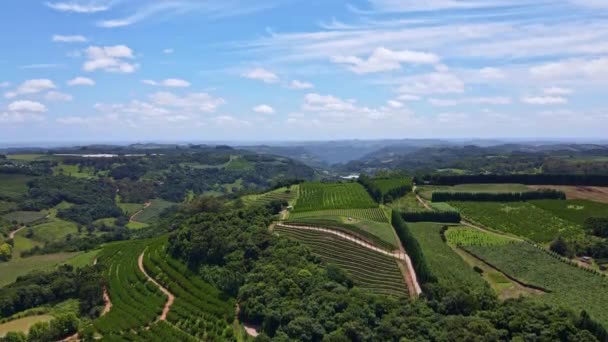 Aerial View Green Fields Vines Trees Fruit Plantations Rural Area — Stock Video
