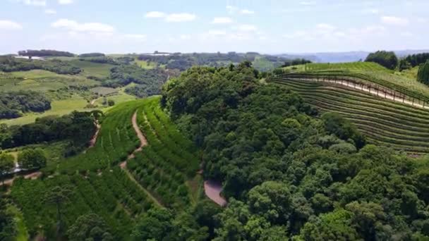 Aerial View Green Fields Vines Trees Fruit Plantations Vertical Movement — Stock Video