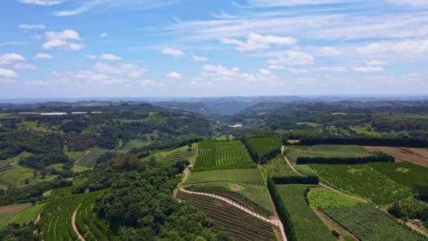 Aerial View Green Fields Vines Trees Fruit Plantations Rural Area — Stock Video