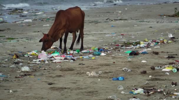 Корова Пляже Экологическими Отходами Выброшенными Вдоль Пляжа Ветром Дующим Обломками — стоковое видео