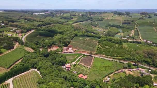 Aerial View Green Fields Vines Trees Fruit Plantations Rural Area — Stok video