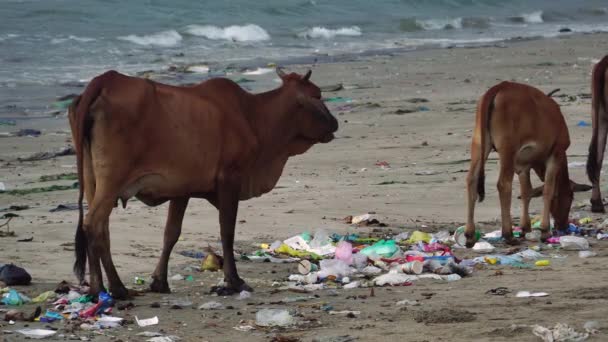 Muddy Cows Eating Pile Garbage Ecology Environmental Problem Brown Cows — Video Stock