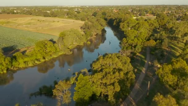 Повітряне Відстеження Над Природною Річкою Між Сільськогосподарськими Угіддями Заміськими Ландшафтами — стокове відео