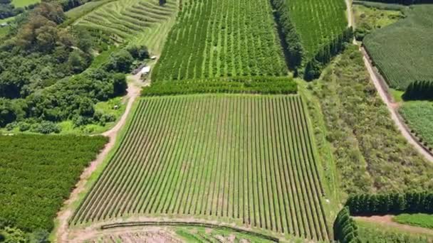 Aerial View Green Fields Vines Trees Fruit Plantations Rural Area — Stockvideo
