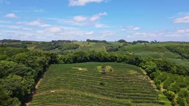 Aerial View Rural Area Green Fields Vines Trees Fruit Plantations — Stok video