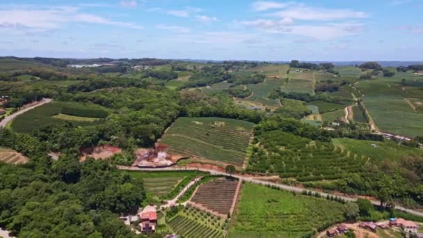 Zooming Out Aerial View Green Fields Vines Trees Fruit Plantations — Stock Video