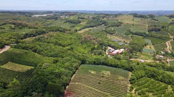 Aerial View Rural Area Green Fields Vines Trees Fruit Plantations — Stockvideo