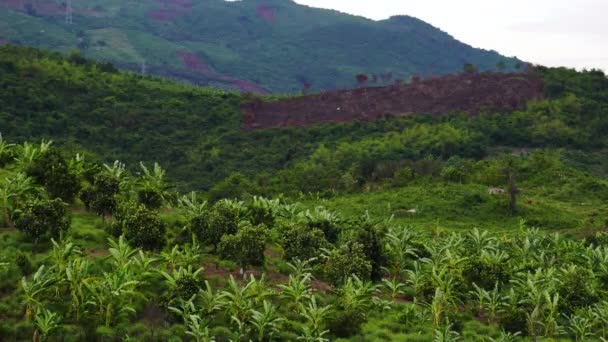 Banana Plantation Covering Fields Hills Tropical Environment — Stock video