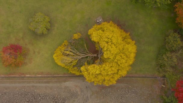 Young Couple Sit Picnic Bench Autumn Next Fallen Tree Which — Stockvideo