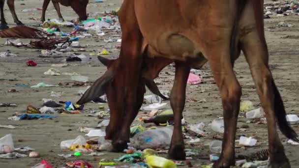 Young Brown Heifer Walking Sand Smelling Garbage Static Shot — Stockvideo