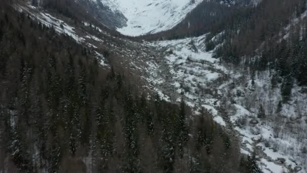 Летающие Над Соснами Красивой Долине Зимой — стоковое видео