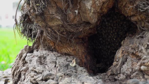 Bees Flying Out Nest Tree Pollen Slow Motion 120Fps — Stok video