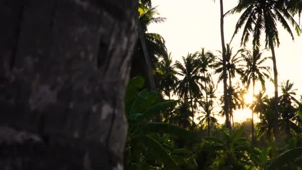 Wide Angle View Coconut Palm Trees Sunshine Taken Gimbal Green — 비디오