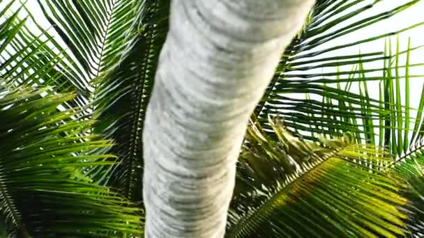 Green Palm Trees Blue Sky Background Close Bottom View Palm — Stockvideo