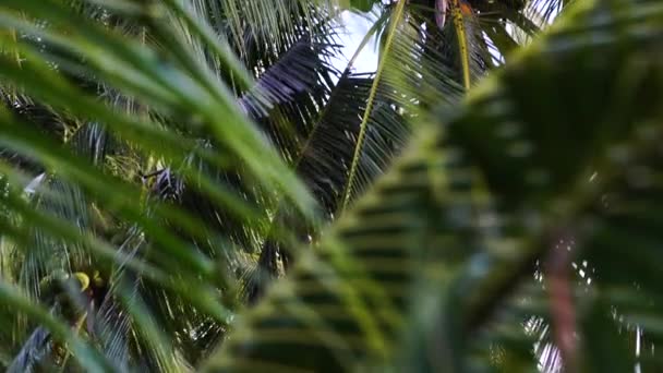 Bottom View Coconut Palm Trees Sunshine Taken Gimbal Palm Trees — Video