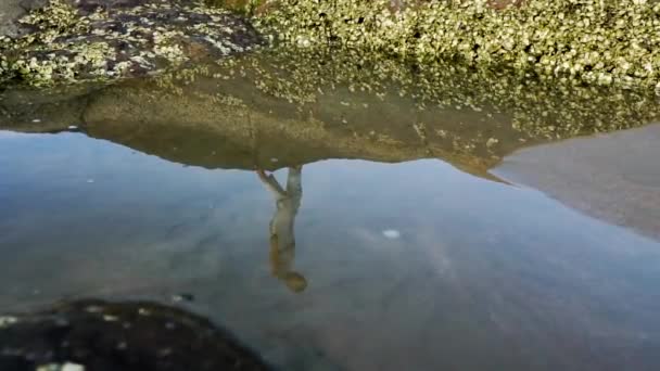 Reflection Beautiful Redhead Woman Walking Water — Video Stock