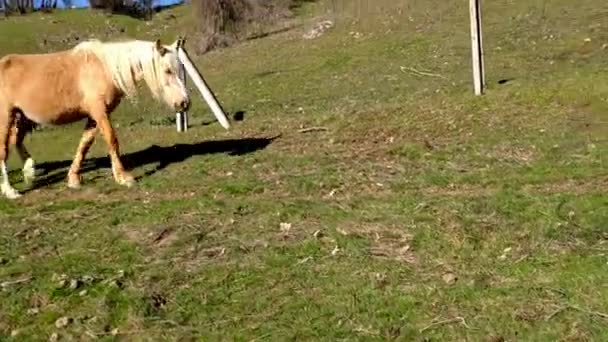 Wild Horse Foal Seen Walking Countryside Sunny Day Foal Walking — 비디오