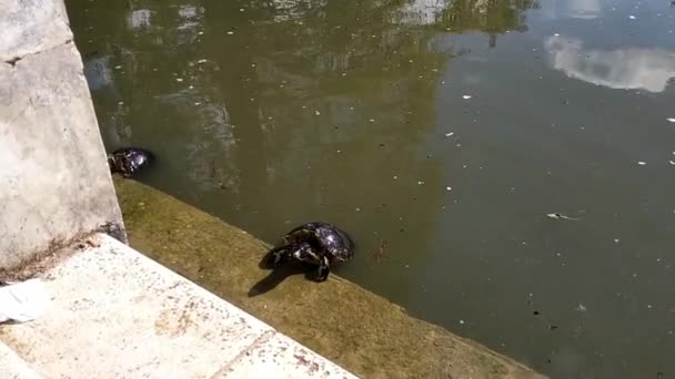 Two Turtle Seen Pond Green Waters Summer Day Retiro Park — Stock video