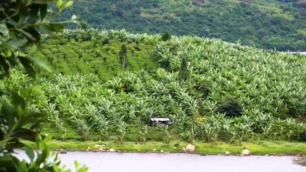 Large Banana Tree Plantation Side Calm Water Pound Static Shot — Stok video