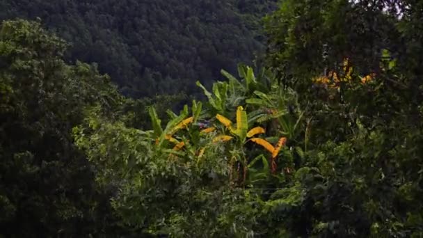 Banana Plantation Jungle Forest Background Tropical Environment Blowing Breeze Slow — Stockvideo
