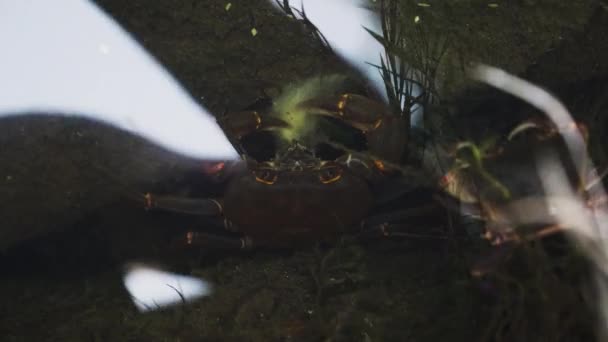 Two Crabs Fighting Meal Territory Underwater Rock — Stock Video