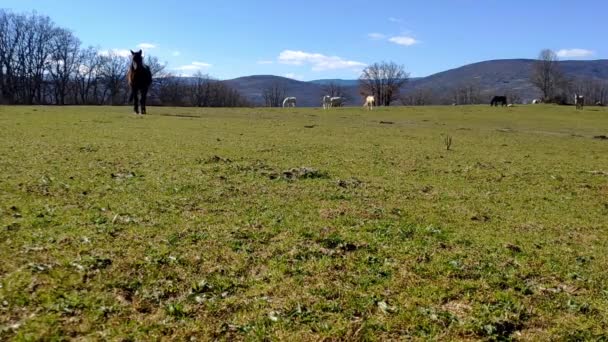 Wide Shot Countryside Sunny Day Wide Grass Field Mountains Back — Stock Video