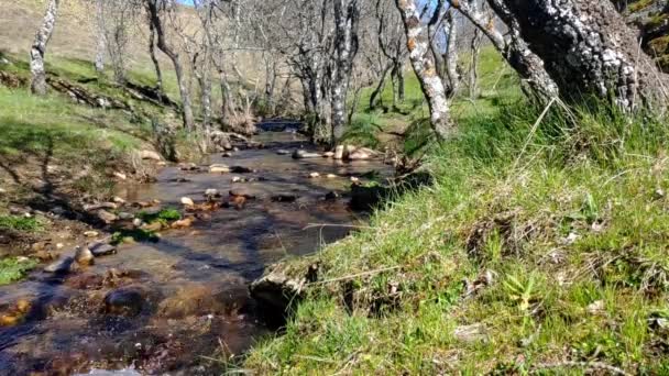 Small River Affluent Flowing Trees Leaves River Has Some Small — Stockvideo