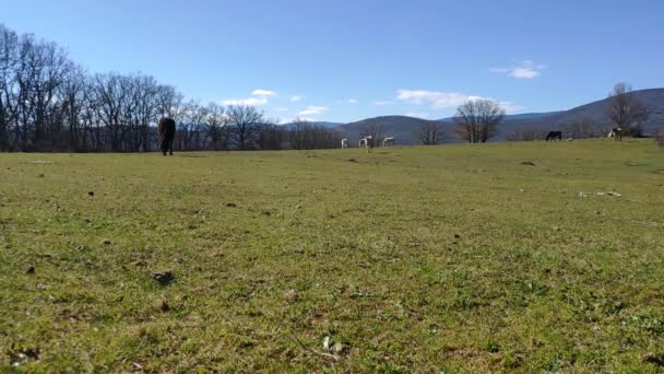 Wide Shot Countryside Sunny Day Wide Grass Field Mountains Back — Vídeos de Stock