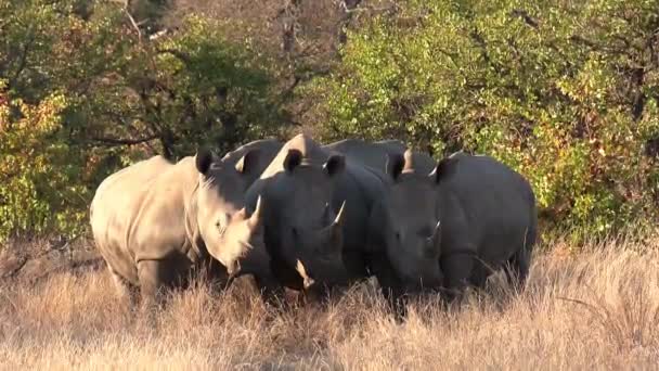 Southern White Rhino Huddle Together Small Patch Shade Hot African — 图库视频影像