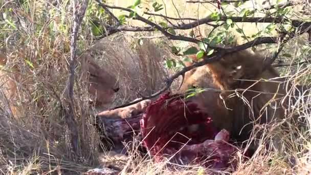 Male Lions Hidden Bush Feeding Animal Carcass — 图库视频影像