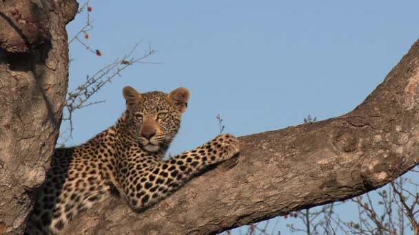 Close Leopard Sitting Tree While Looking Out African Wilderness — Stockvideo