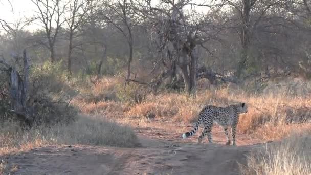 Cheetahs Crossing Small Dirt Road Africa Late Afternoon Sun — Wideo stockowe