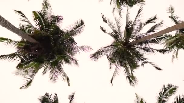 Spinning View Palm Trees While Facing Upwards Cloudy Sky Vietnam — Video