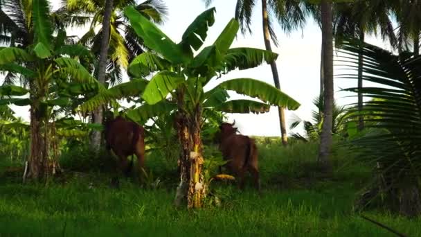 Free Roaming Vietnam Cows Tropical Jungle Gimbal Panning View — Wideo stockowe