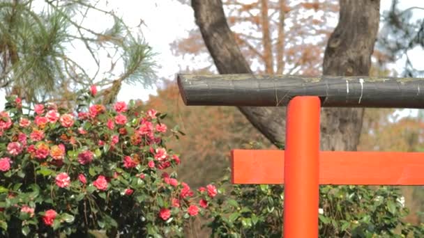 Japanese Red Gate Garden Auburn Sydney Sunny Day — ストック動画