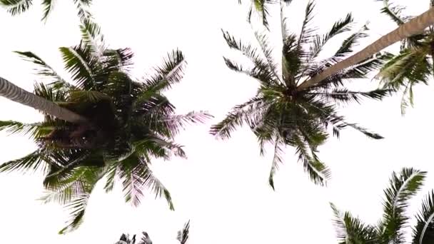 Tall Palm Trees Isolated Bright Sky Bottom Top View Camera — Vídeo de Stock