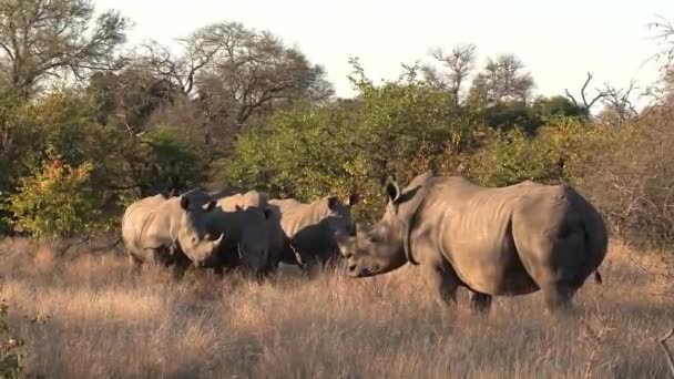 Group Southern White Rhino Standing Together Hot African Sun Greater — Stock video