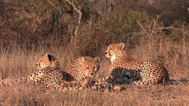 Group Cheetahs Resting Golden Glow Hot African Sun — Stockvideo