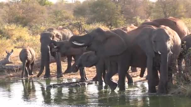 Ένα Κοπάδι Ελεφάντων Νέοι Και Γέροι Σταματούν Ένα Νερόλακκο Για — Αρχείο Βίντεο