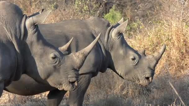 Majestic Side Side Profile Shot Two Southern White Rhino Sunny — Vídeo de stock