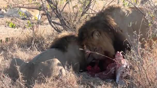 Two Male Lions Feeding Together Zebra Greater Kruger National Park — ストック動画