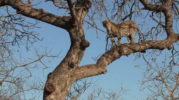Leopard Descending Tree Day Greater Kruger National Park Africa — Vídeos de Stock